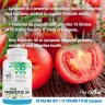 مکمل پروبیوتیک PlantVital برای آقایان - 50 میلیارد CFU، 15 سویه، 60 کپسول (PlantVital Probiotic Supplement for Men) - تصویر 5